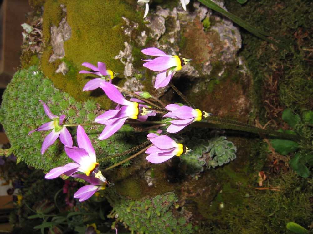 Dodecatheon meadia (Meads-Götterblume, Sternschnuppenblume)